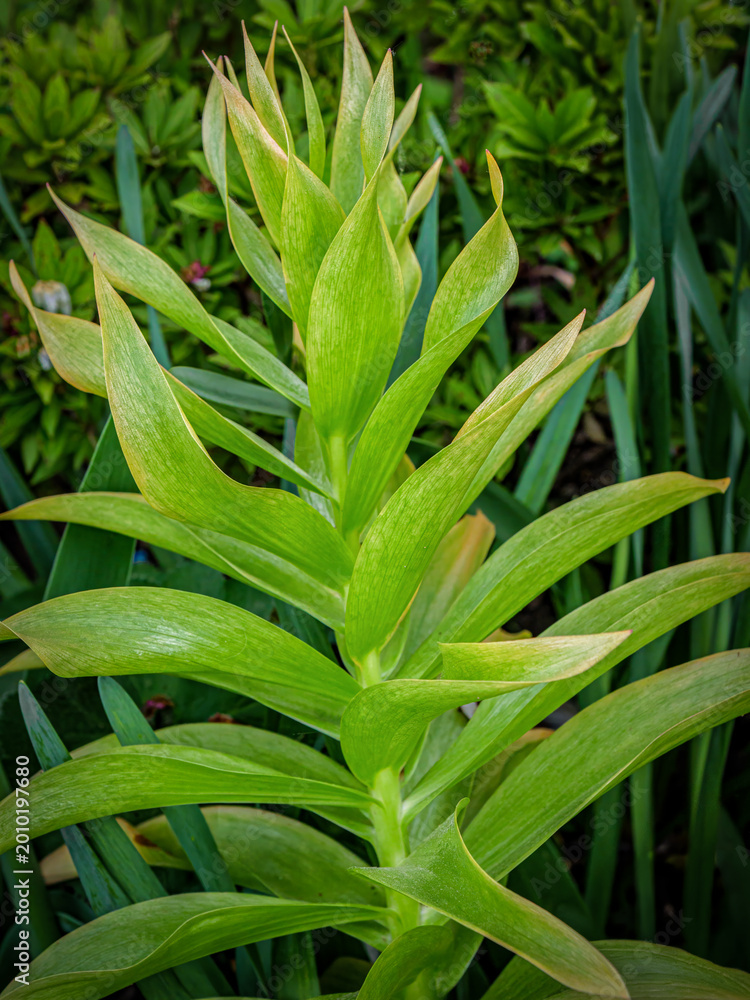 Obraz premium Rising green lily plant spring