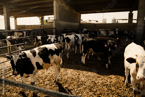 Wide shot of a herd of cows standing inside a barn enclosure on a dairy farm. Sunlight entering from the sides creating strong shadows and warm tones.