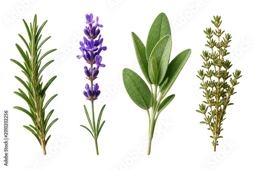 Four fresh herbs rosemary, lavender, sage, and thyme sprigs isolated on transparent background, culinary ingredients
