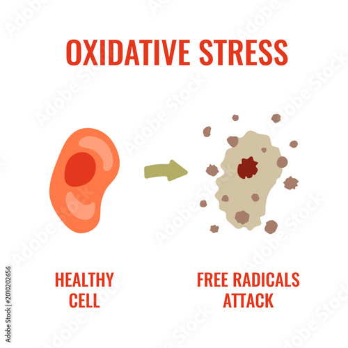 Foto Oxidative stress vector illustration of healthy cell and radical damage
