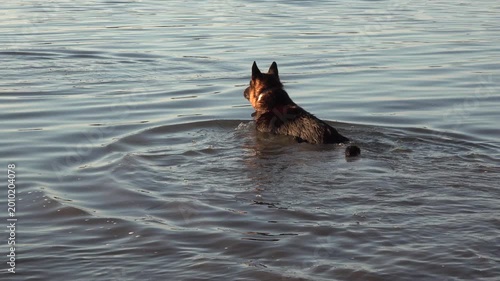 German Shepherd carries sticks out of the river, retrieves