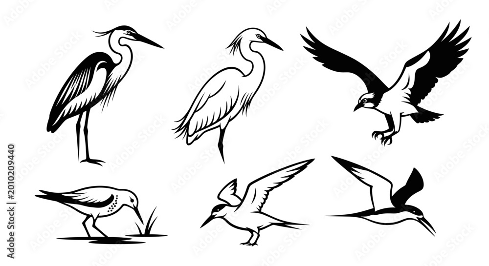 Fototapeta premium Diverse Bird Collection: Herons, Osprey, Sandpiper, Tern, Skimmer - Line Art