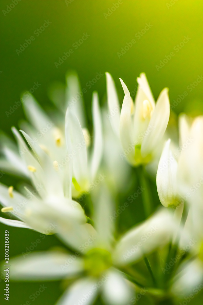 Fototapeta premium Extreme close up of blooming wild garlic flower with soft green blurred background. Detailed floral structure, fresh spring atmosphere and natural minimalistic composition.