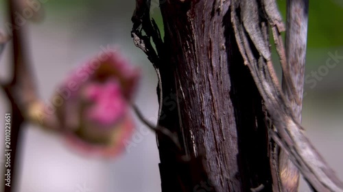 Grapevine (Vitis vinifera) Old Wood Bark and Rhytidome Texture with Blurred Emerging Bud on Background, Macro