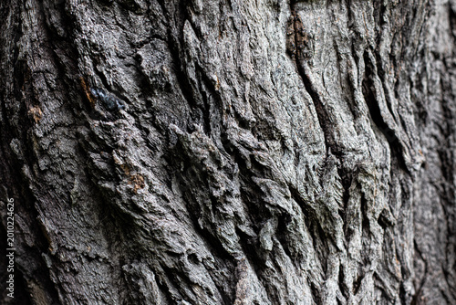 Konstfotografi Macro shot of rough tree bark texture with deep natural furrows and weathered grey patterns