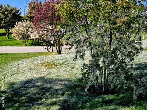 Fotografie method of protecting fruit trees from frost with water, shown in your picture, is sprinkling or misting