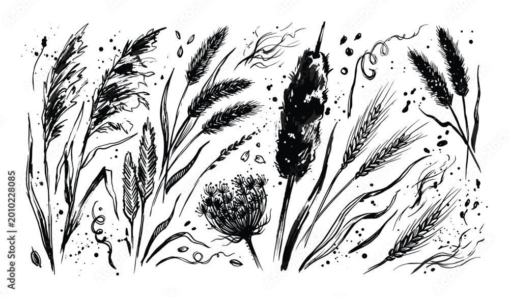 Fototapeta premium Collection of hand-drawn black ink botanical elements, including various grasses, wheat, and wild flowers, with artistic splatters