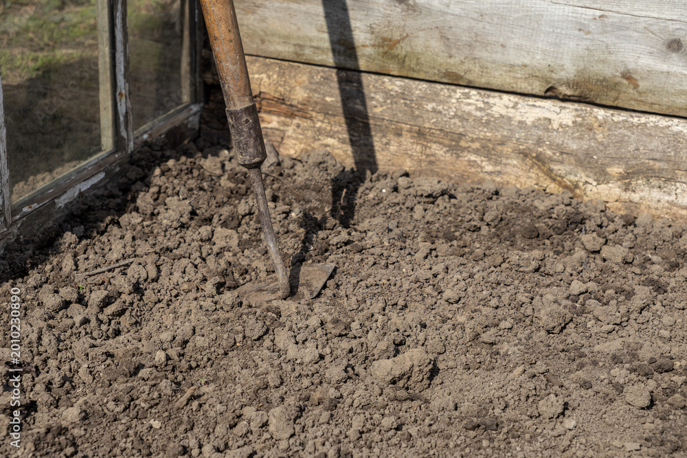 Fototapeta premium An old metal hoe stands in fresh soil near a wooden greenhouse, symbolizing traditional spring gardening preparation, seasonal planting work, and hobby agriculture in an organic home backyard