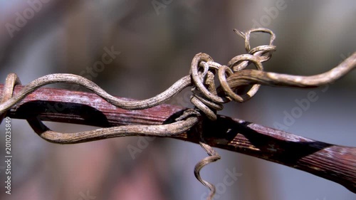 Natural Texture Macro: Intricate Spirals of Dry Grapevine Tendril, Vitis vinifera, Macro, 4K