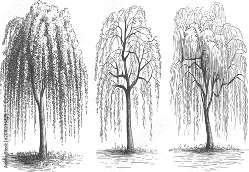 Set of hand drawn weeping willow trees sketches, vintage botanical garden willow plant illustrations isolated on white background