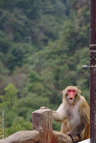 A wild macaque perches calmly on a tree branch in Zhangjiajie National Forest Park, framed by lush greenery. This quiet moment in nature captures the park’s rich wildlife and serene, untamed beauty.