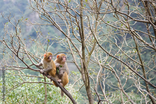 A wild macaque perches calmly on a tree branch in Zhangjiajie National Forest Park, framed by lush greenery. This quiet moment in nature captures the park’s rich wildlife and serene, untamed beauty.
