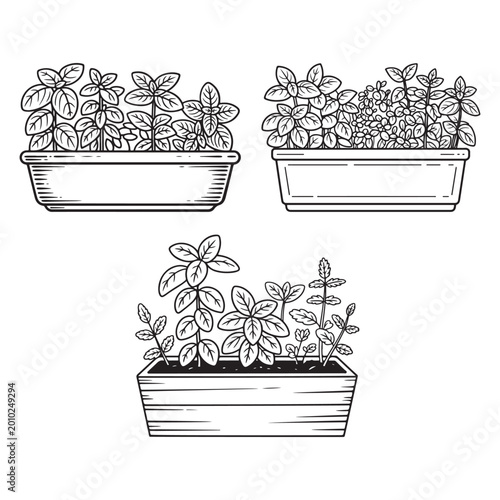 Фотография Indoor herb garden and windowbox planter doodle set, hand-drawn fresh basil and kitchen herbs in minimalist sustainable style