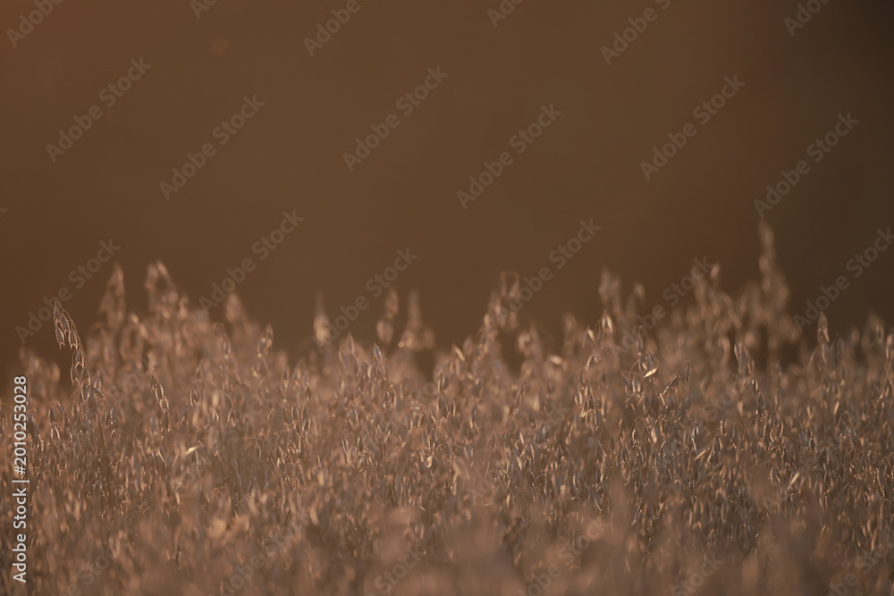 Obraz premium golden agricultural field of ripe grain, background texture of ears in the sun