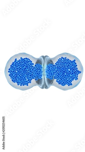 Microscopic view of cell division process with chromosomes aligned