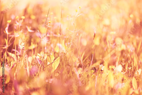 Картината върху платно Summer warm yellow background of wildflowers and grass, nature backdrop