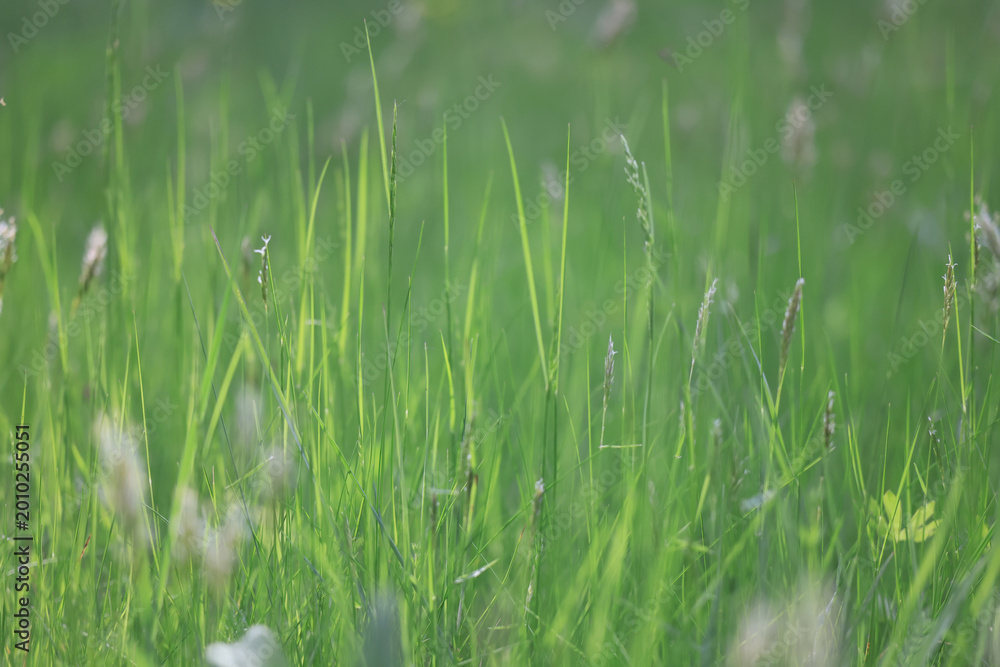 Obraz premium background of fresh green grass, nature in the field
