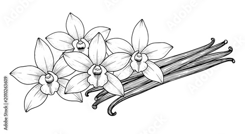 Vanilla flowers and pods illustration with detailed line art featuring botanical, drawing, sketch with black and white and natural elements for