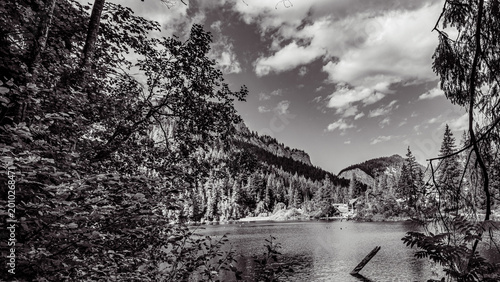 Landscapes, Forest, Carpathians, Photos of nature -Black and white photos, monochrome photos - Europe, Eastern Europe