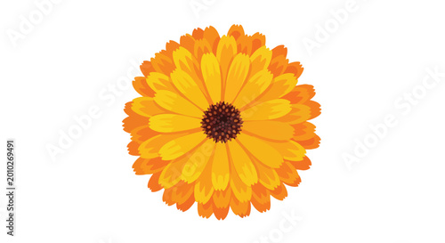 Vibrant Orange Marigold Flower Head Top View Illustration Isolated on White Background