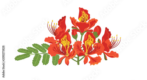 Vibrant Red Royal Poinciana Flower Illustration with Green Leaves Isolated on White Background