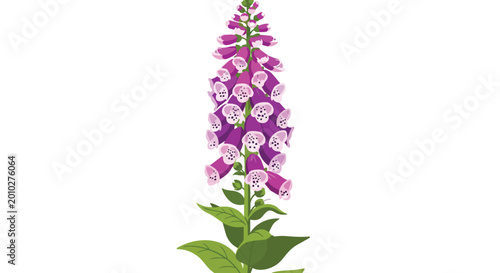 Blooming Purple Foxglove Flower Illustration with Bell Shaped Petals and Green Leaves Isolated on White Background