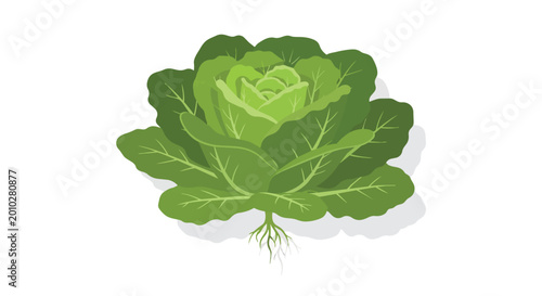 Fresh Green Cabbage Plant with Roots Illustration Isolated on White Background