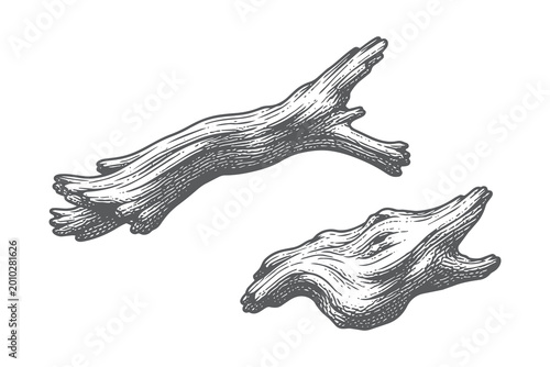 Obraz na płótnie Curved Driftwood Pieces Vector Illustration in Vintage Engraving Style for Nauti