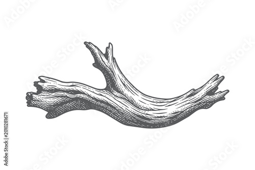 Canvastavla Weathered Driftwood Branch Vector Illustration in Vintage Woodcut Engraving Styl