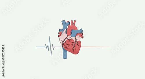 Anatomical heart with electrocardiogram line.