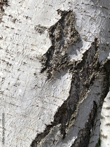 Macro Close-Up of White Birch Bark with Peeling Layers and Textured Surface, Natural Pattern for Design or Background