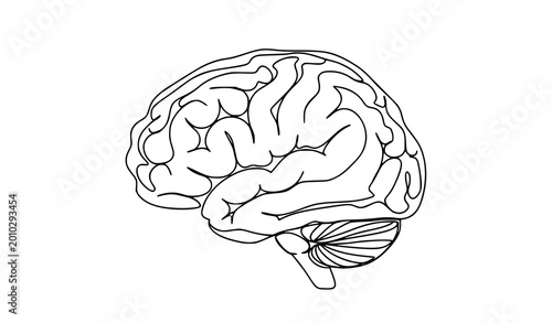 Quadro su tela human brain isolated on white