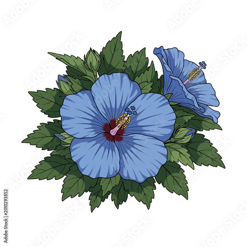 Blue hibiscus flower with green leaves