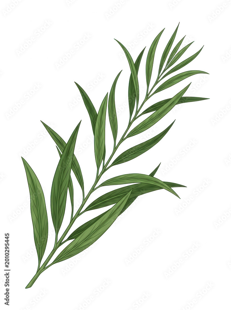 Fototapeta premium Green leafy branch with transparent background