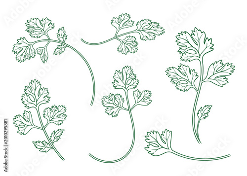 Cuadro en lienzo Collection of green line art cilantro herb branches for kitchen design