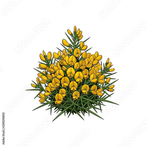 Bright yellow gorse flowers in nature