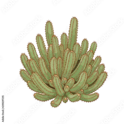 Green cactus plant with small spines and flowers