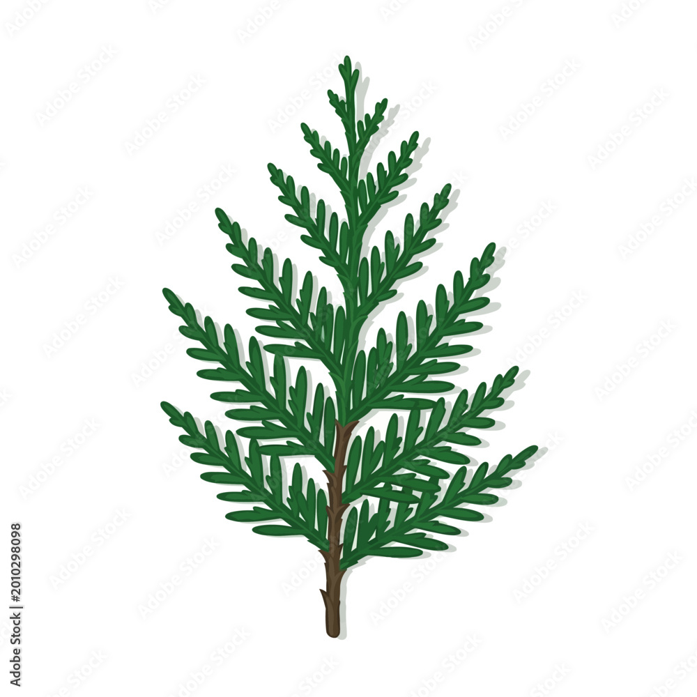Fototapeta premium Green conifer sprig with needle leaves