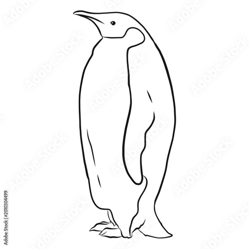 Bild auf Leinwand Penguin wing beak tail fat sketch