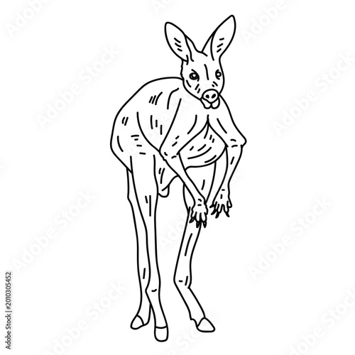 Fotografie Kangaroo ear leg tail line