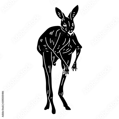 Foto Kangaroo ear leg tail silhouette