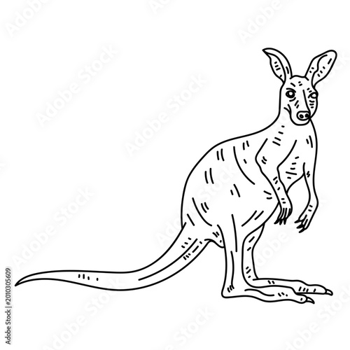 Foto Kangaroo tail ear leg line