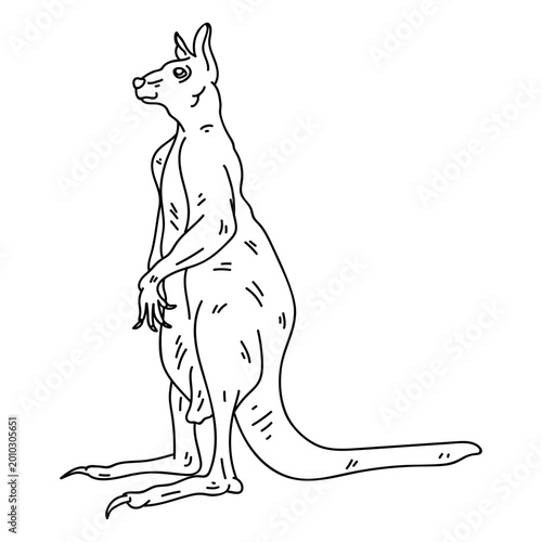 Fotografie Kangaroo tail leg stroke