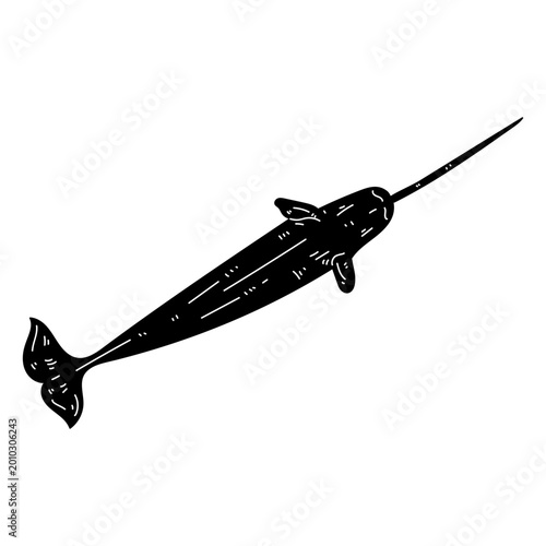 Valokuva Narwhal flipper tusk tail silhouette detail