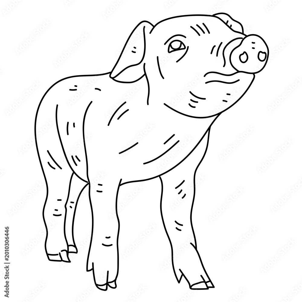 Fototapeta premium Pig ear snout hoof line