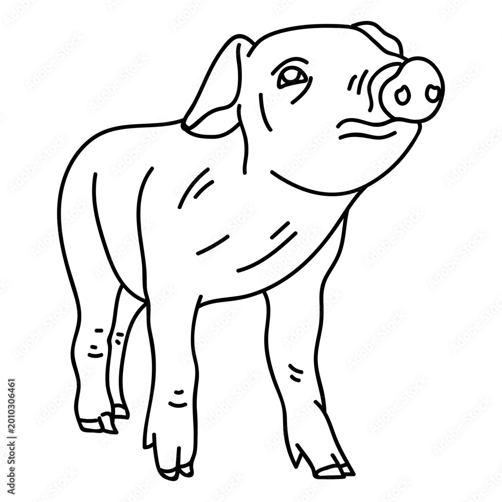 Fototapeta premium Pig ear snout hoof stroke
