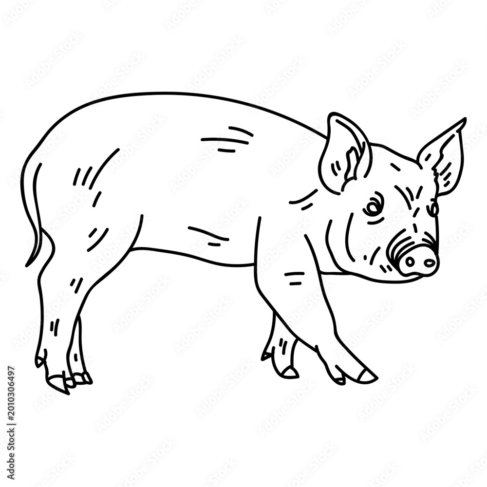 Fototapeta premium Pig snout ear hoof stroke