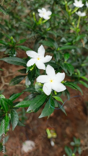 Close-up of delicate white jasmine flowers blooming on a lush green plant with a soft, blurred background.