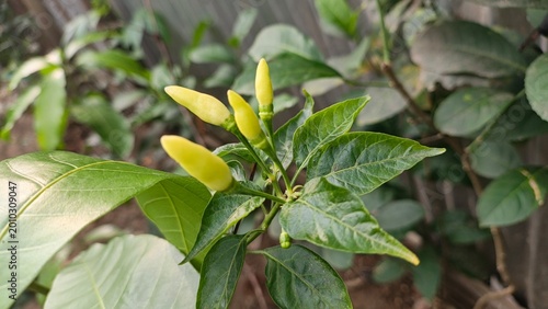 Green chili peppers growing on a plant in a garden, close-up view