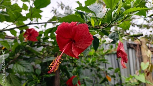 Vibrant red hibiscus flower with delicate petals and stamen, blooming amongst lush green foliage in natural light.